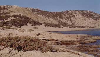 gaydos paralia